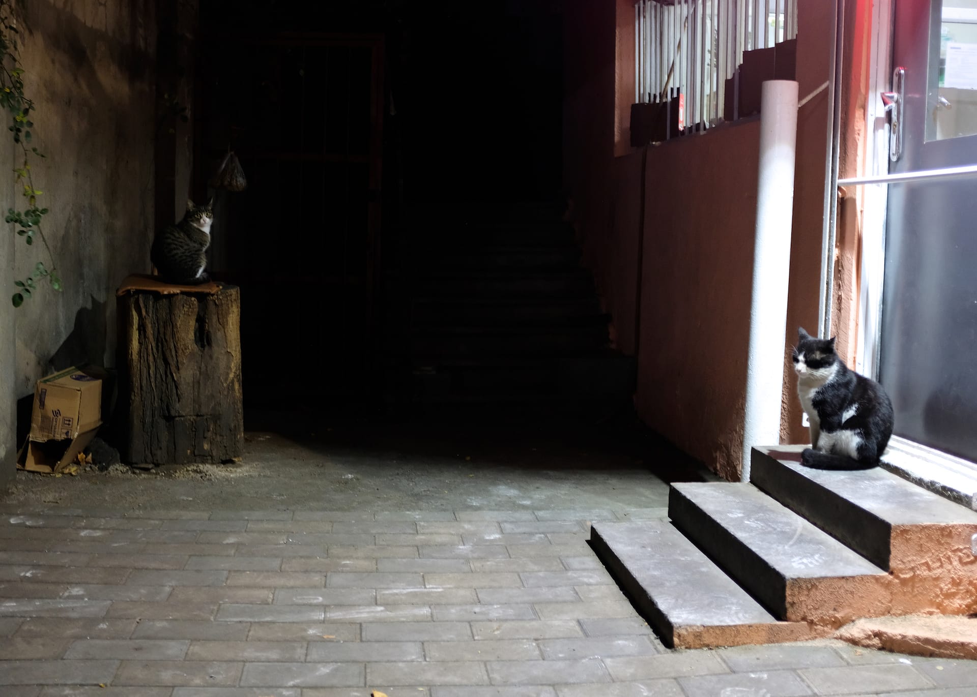 Heading: All cats are grey at night, Face of/f Tbilisi